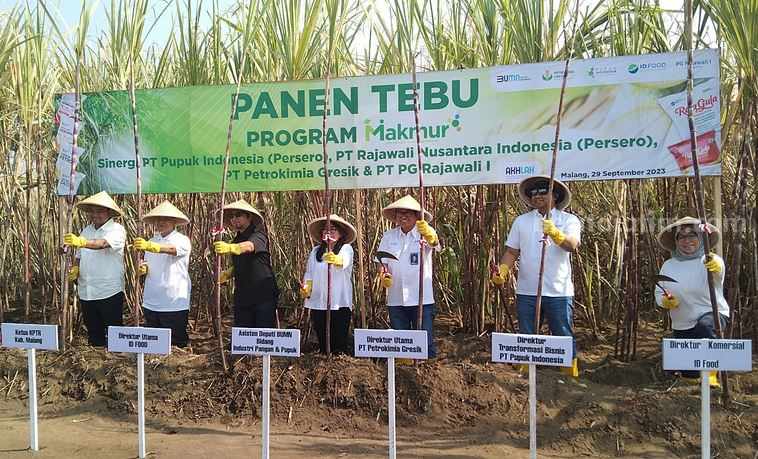 Petrokimia Gresik Upaya Pertahankan Jatim sebagai Lumbung Gula Nasional Panen Tebu Program Makmur di Desa Bakalan, Kecamatan Bululawang, Kabupaten Malang, Jumat (29/9/2023).