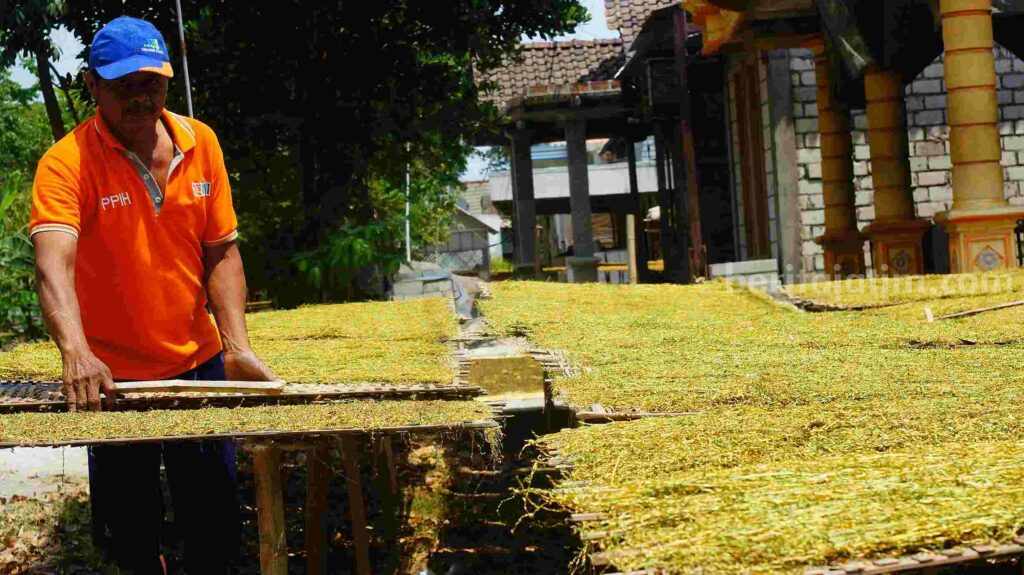 Tembakau Rajangan Bojonegoro Capai Harga Tertinggi