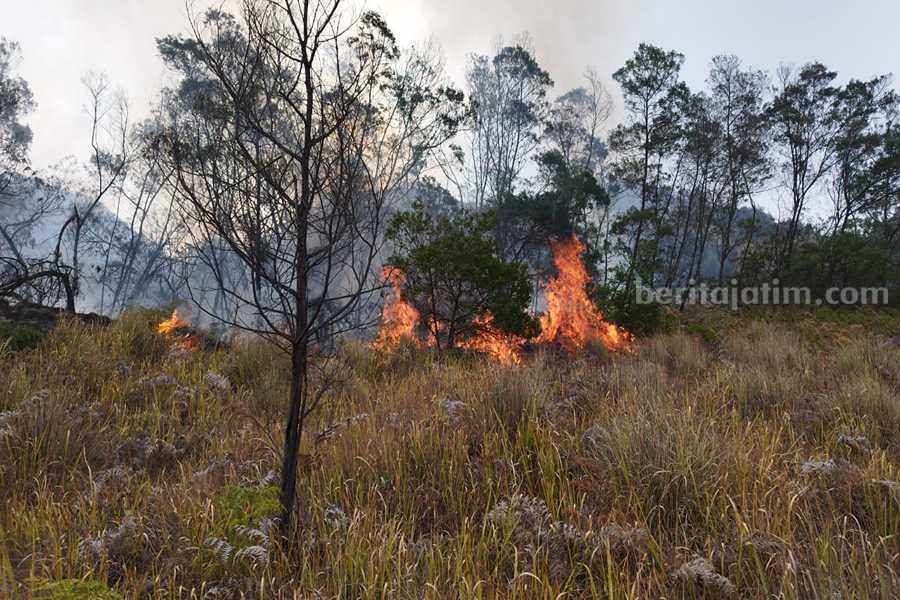 Kondisi kebakaran hutan di wilayah Kecamatan Tutur, Kabupaten Pasuruan.