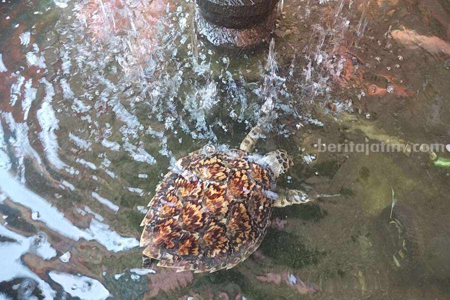 Penyu yang ditemukan oleh pemancing di sungai Rungkut. (Foto/ist)