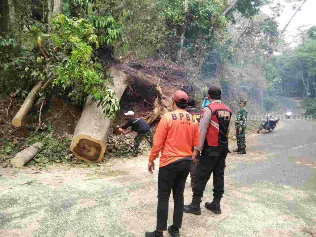 Petugas melakukan evakuasi material pohom tumbang di Jalan Raya Jolotundo, Dusun Biting, Desa Seloliman, Kecamatan Trawas, Kabupaten Mojokerto. [Foto : ist]
