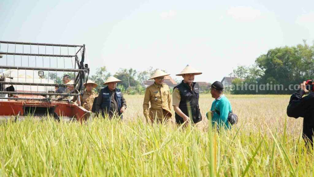 Panen raya padi di lahan pertanian Lamongan.
