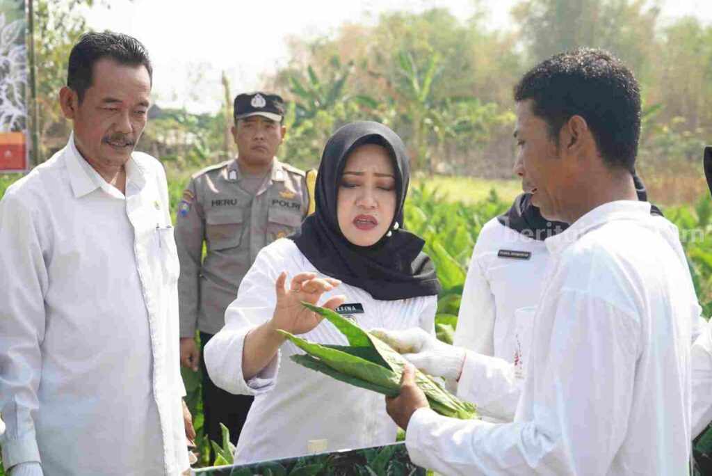 Bupati Mojokerto Ikfina Fahmawati saat acara petik tembakau bersama di Desa Sumberwuluh, Kecamatan Dawarblandong. [Foto : ist]