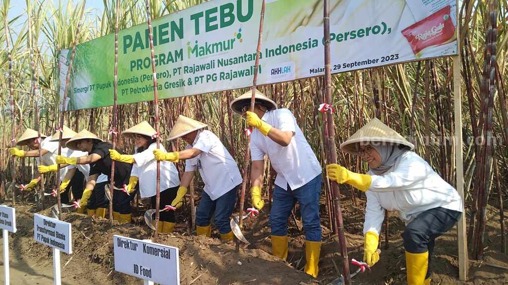 Panen Tebu Program Makmur di Desa Bakalan, Kecamatan Bululawang, Kabupaten Malang, Jumat (29/9/2023) pagi.