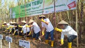 Panen Tebu Program Makmur di Malang Meningkat 9 Persen Panen Tebu Program Makmur di Desa Bakalan, Kecamatan Bululawang, Kabupaten Malang, Jumat (29/9/2023) pagi.