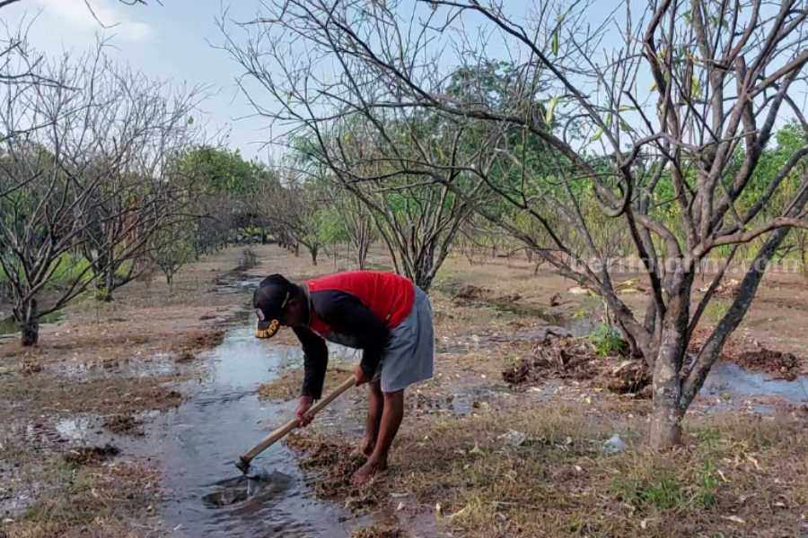 Petani jeruk pamelo yang berada di Desa Tamanan Kecamatan Sukomoro Kabupaten Magetan saat mengairi kebun agar tanaman tidak mati, Senin (18/9/2023)