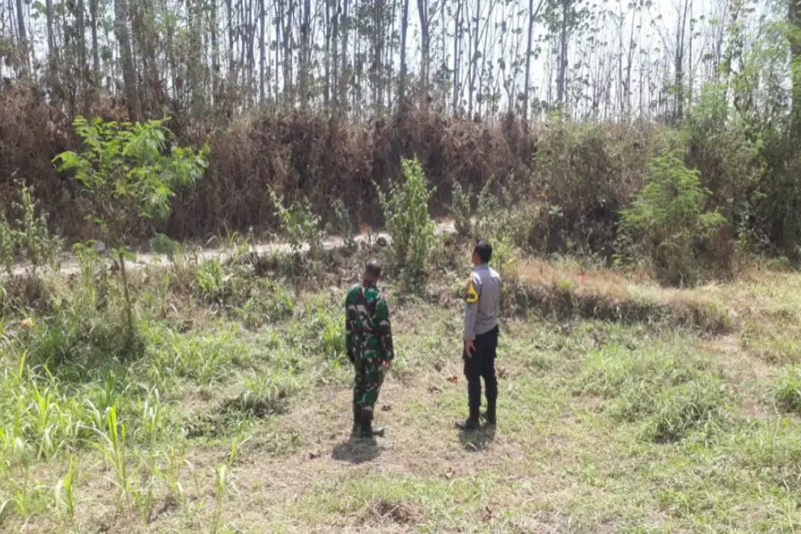 Kebakaran Hutan