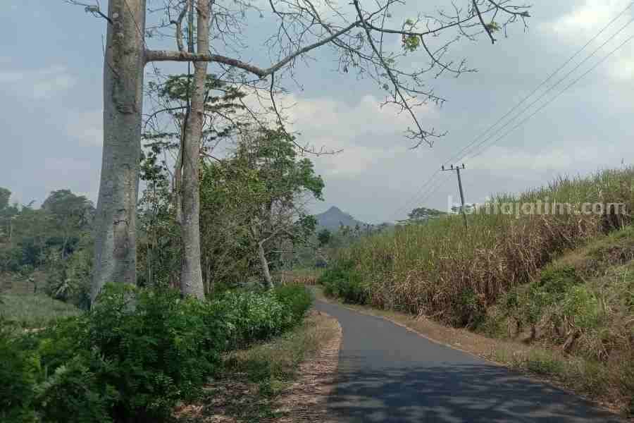 Perhutani Segera Tertibkan Lahan Tebu Liar di Tulungagung lahan tebu liar