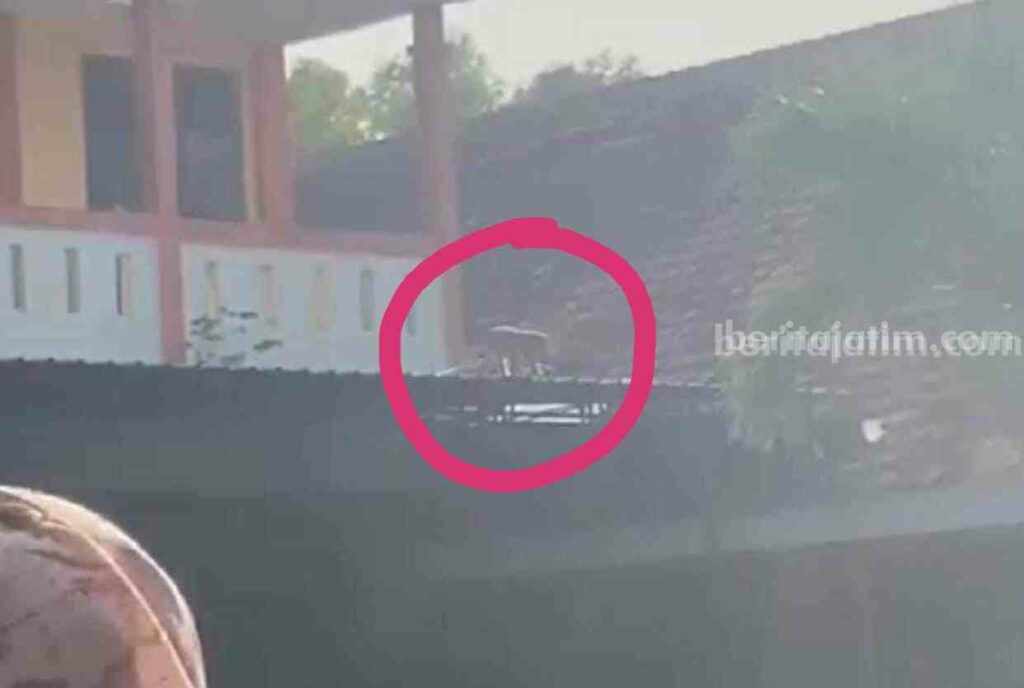 Moyet yang kabur resahkan warga dan siswa di Bangkalan (Foto: Zamachsari/beritajatim.com)
