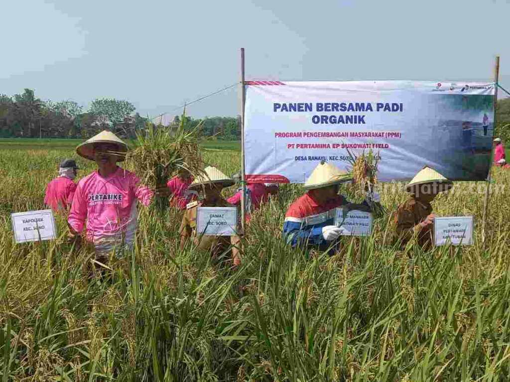 Panen Perdana Pertanian Organik Hasilnya Meningkat Signifikan Sejumlah petani yang tergabung dalam gabungan kelompok tani (Gapoktan) Desa Rahayu Kecamatan Soko Kabupaten Tuban panen perdana hasil pertanian organik.