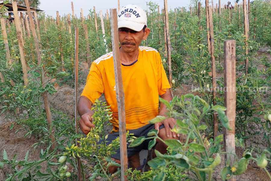 Harjito, warga Desa Sumberagung, Plaosan, Magetan saat menunjukkan tanaman cabai dan tomat miliknya yang gagal panen.