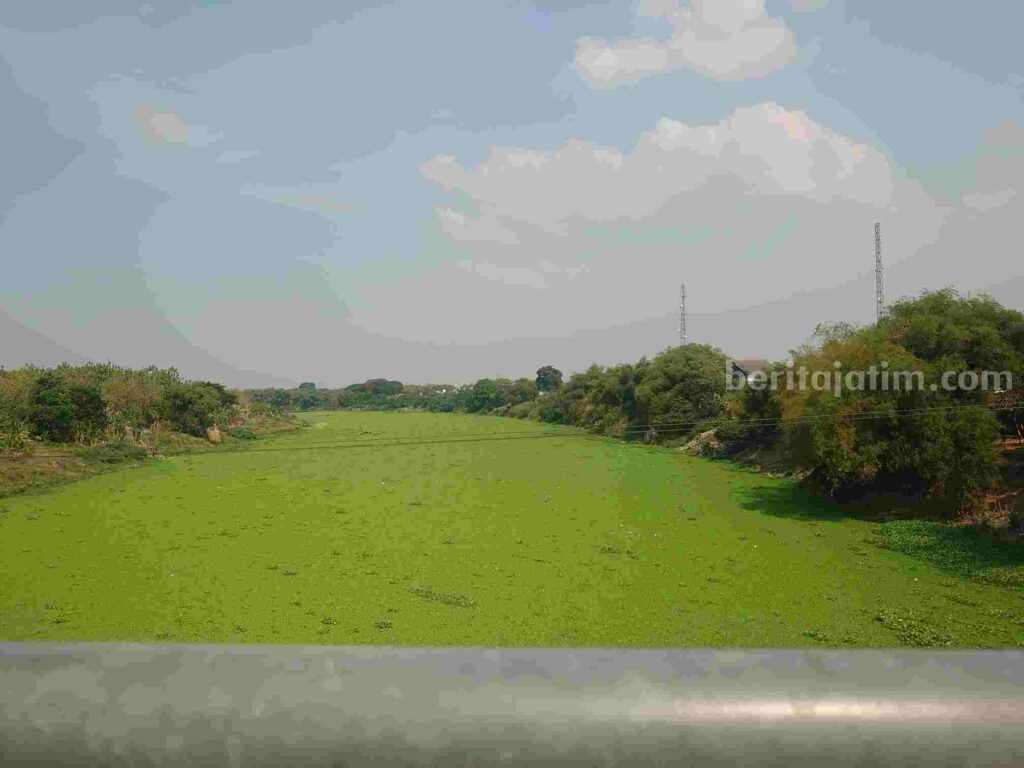 Blooming Eceng Gondok Landa Sungai Bengawan Solo Wilayah Bojonegoro Blooming eceng gondok di Sungai Bengawan Solo di Kecamatan Padangan, Kabupaten Bojonegoro.