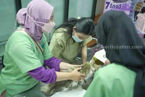 kucing
