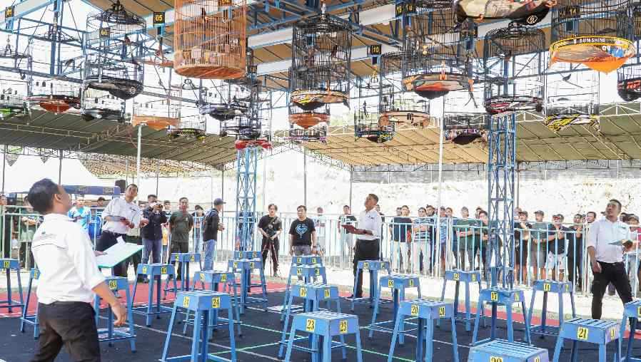 Lomba burung berkicau yang digelar di Lapangan Jotosanur, untuk memeriahkan peringatan HUT ke-78 TNI di Lamongan.