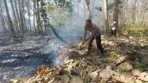 Kebakaran Hutan Jati di Kabupaten Malang Bisa Dipadamkan