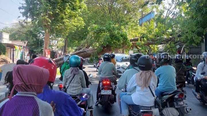 Pohon kesono yang menimpa teras toko di Jalan Raya Hasanudin, Desa Awang-Awang, Kecamatan Mojosari, Kabupaten Mojokerto. [Foto : ist]