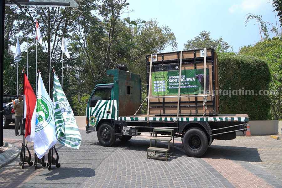 Momentum saat pelepasan Banteng Jawa di Taman Safari Prigen.