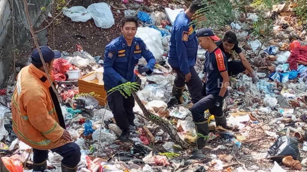 Petugas Damkarla Gresik mengevakuasi ular piton di tumpukan sampah