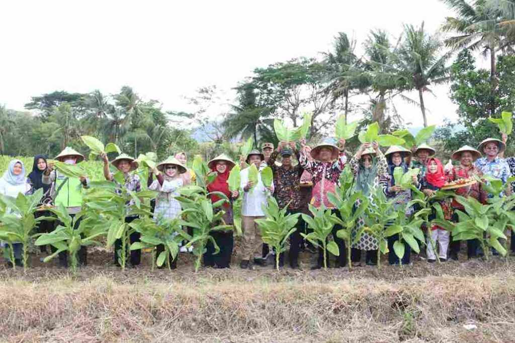 Panen tanaman tembakau di Pulau Bawean Gresik