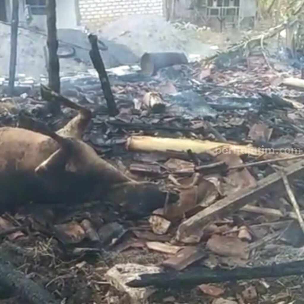 Kandang Ternak di Sampang Terbakar, Satu Sapi Mati Terpanggang Kebakaran kandang sapi di Sampang (Foto: Zamachsari/beritajatim.com)