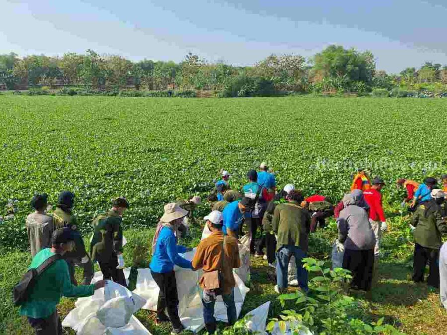 Ratusan Relawan Bersihkan Eceng Gondok di Sungai Bengawan Solo sungai