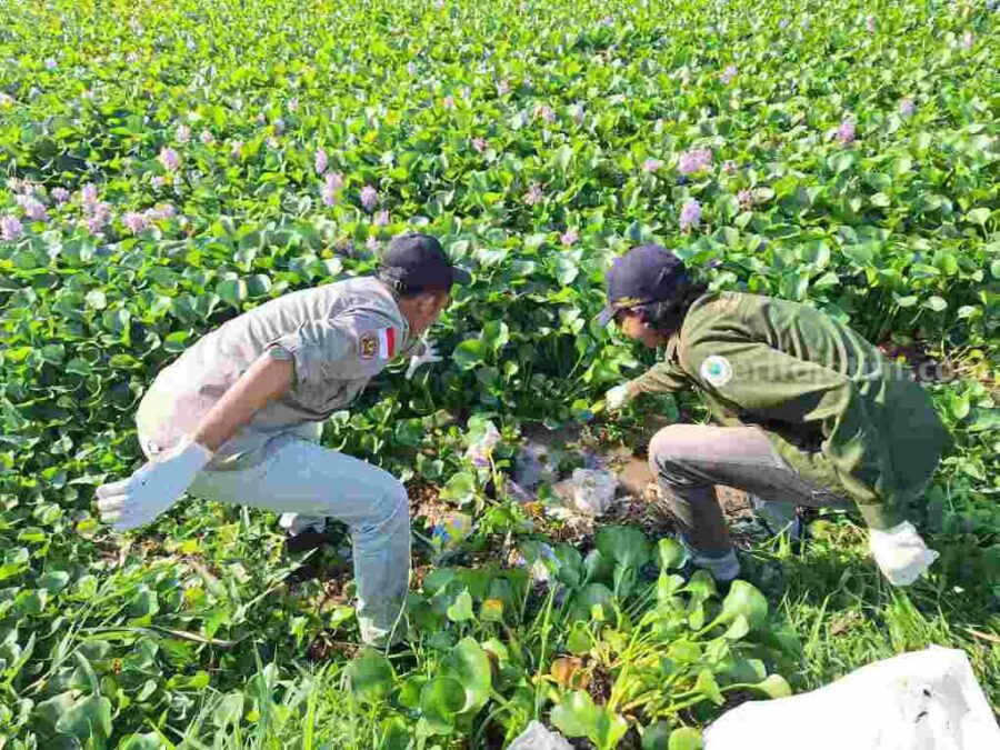 Hasil Pembersihan Eceng Gondok di Bengawan Solo Akan Dijadikan Kompos bojonegoro
