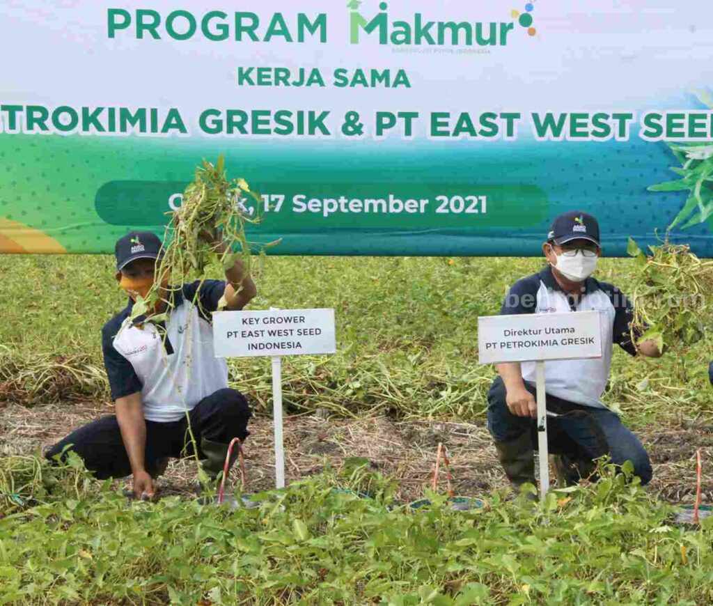 Dirut Petrokimia Gresik Dwi Satryo Annurogo (kanan) saat melakukan panen raya tanaman kangkung melalui Program Makmur.
