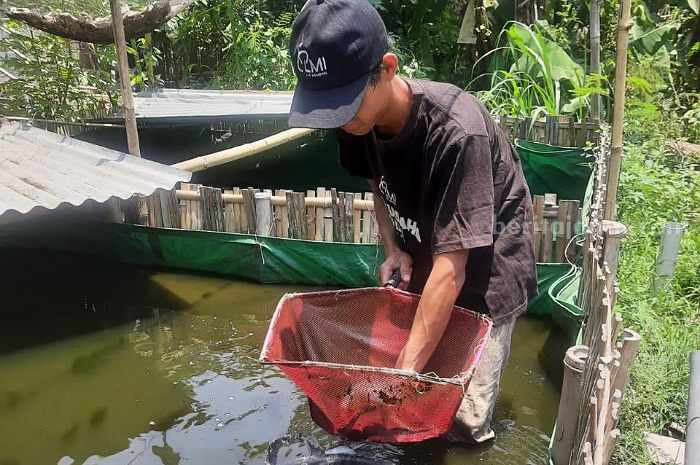 Dari Budidaya Ikan Lele, Pemuda Kediri Ini Bisa Tempuh S2