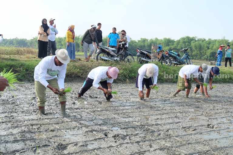 Saat Prabu Kresna Menuai Padi Nir Kimia di Tuban