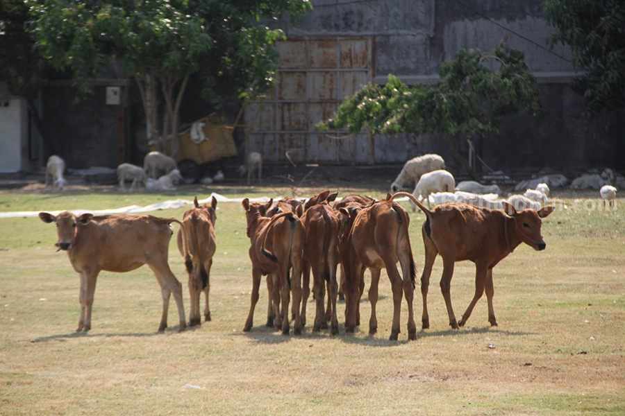 Sapi Kerdil Madura