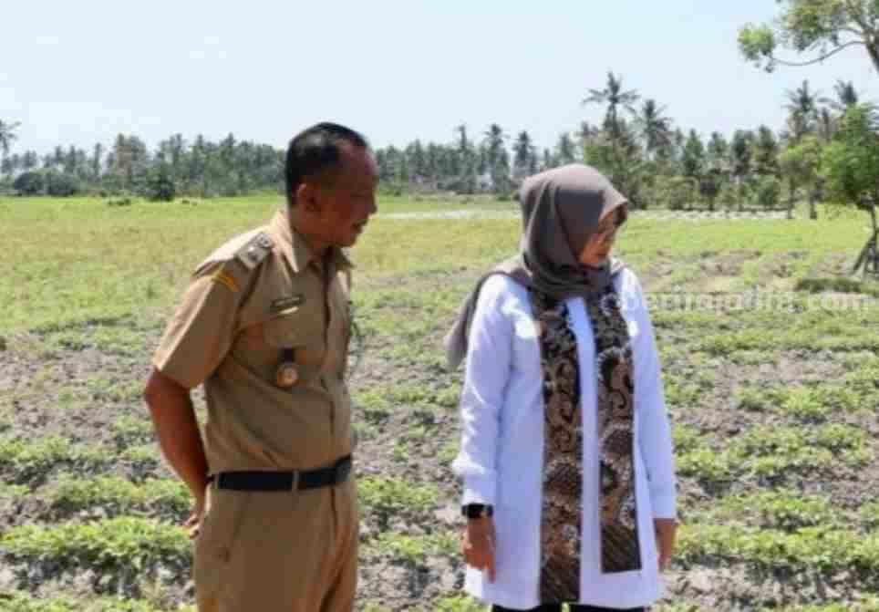 Bupati Banyuwangi mulai bersiap melakukan langkah untuk antisipasi dampak fenomena el nino.