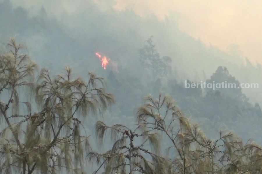 Potret api kebakaran di puncak Gunung Lawu, Ngawi.