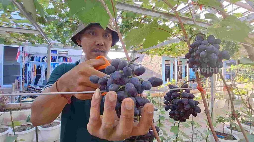 Sinar Lintang Farm, Budidaya dan Wisata Petik Anggur di Mojokerto Sinar Farm