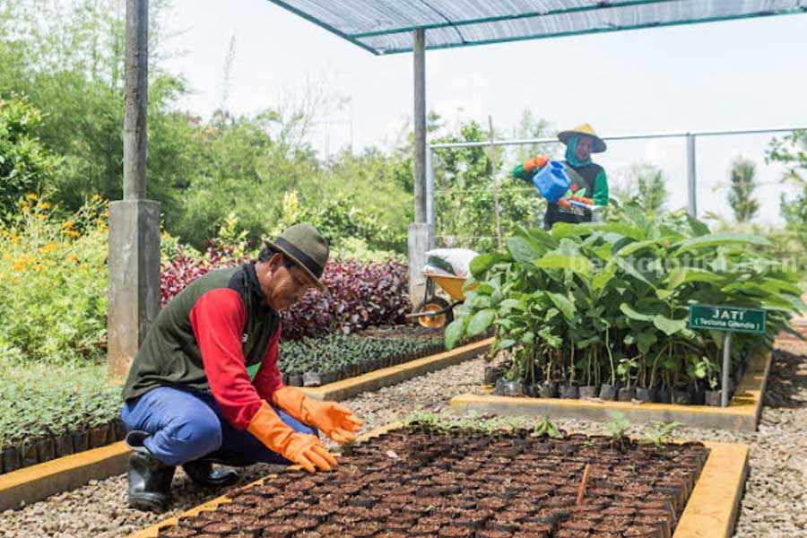 Petani green belt melakukan pembibitan tanaman jati di area green house Eco Park Kambang Semi, untuk reklamasi lahan pascatambang SIG di Pabrik Tuban, Jawa Timur.