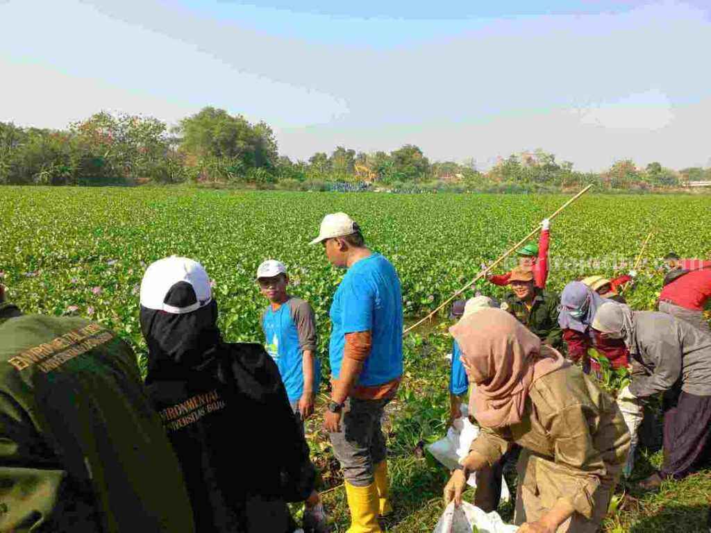 Aksi KOLABS saat melakukan pembersihan eceng gondok di Sungai Bengawan Solo sekitar Jembatan Malo Bojonegoro.