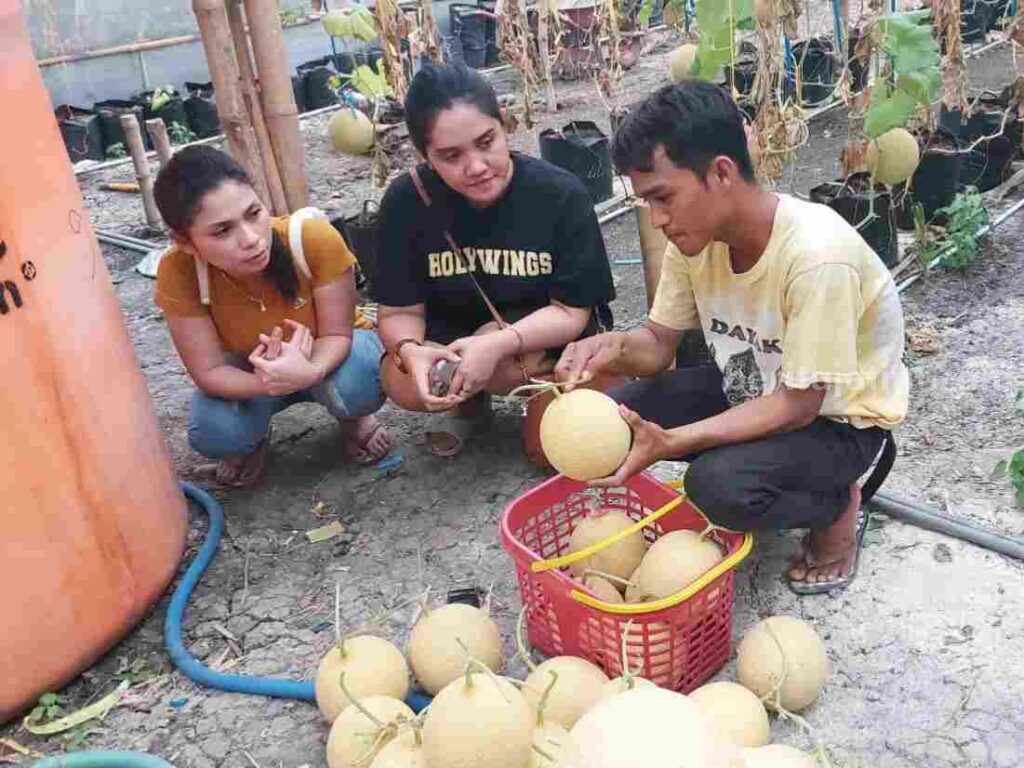 Budidaya Melon di Bojonegoro ini Bisa Jadi Contoh Bisnis Menguntungkan