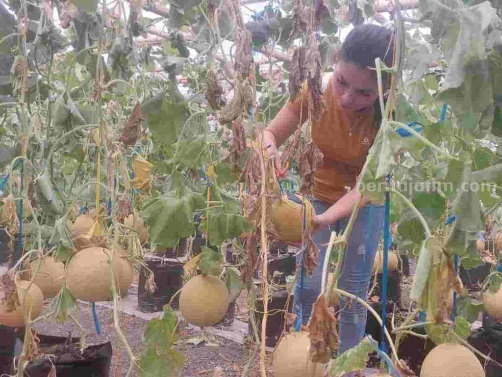 Wisata Petik Melon di Bojonegoro, Cocok Memberi Kesegaran Saat Cuaca Panas Salah seorang pengunjung sedang memetik buah melon.