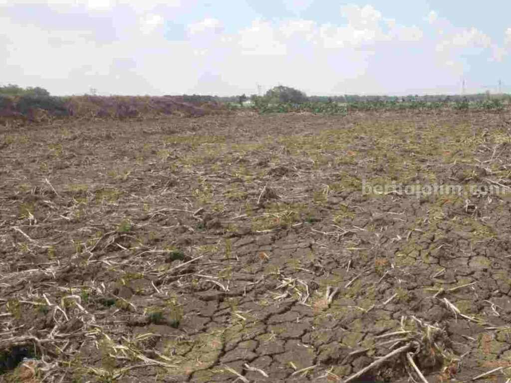 Kondisi sawah tadah hujan di Desa Jatitengah Kecamatan Sukosewu Kabupaten Bojonegoro yang dibiarkan bera oleh petani karena masih kemarau.