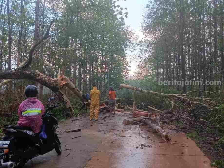 Pohon Tumbang, Jalur Dander-Bubulan Sempat Lumpuh