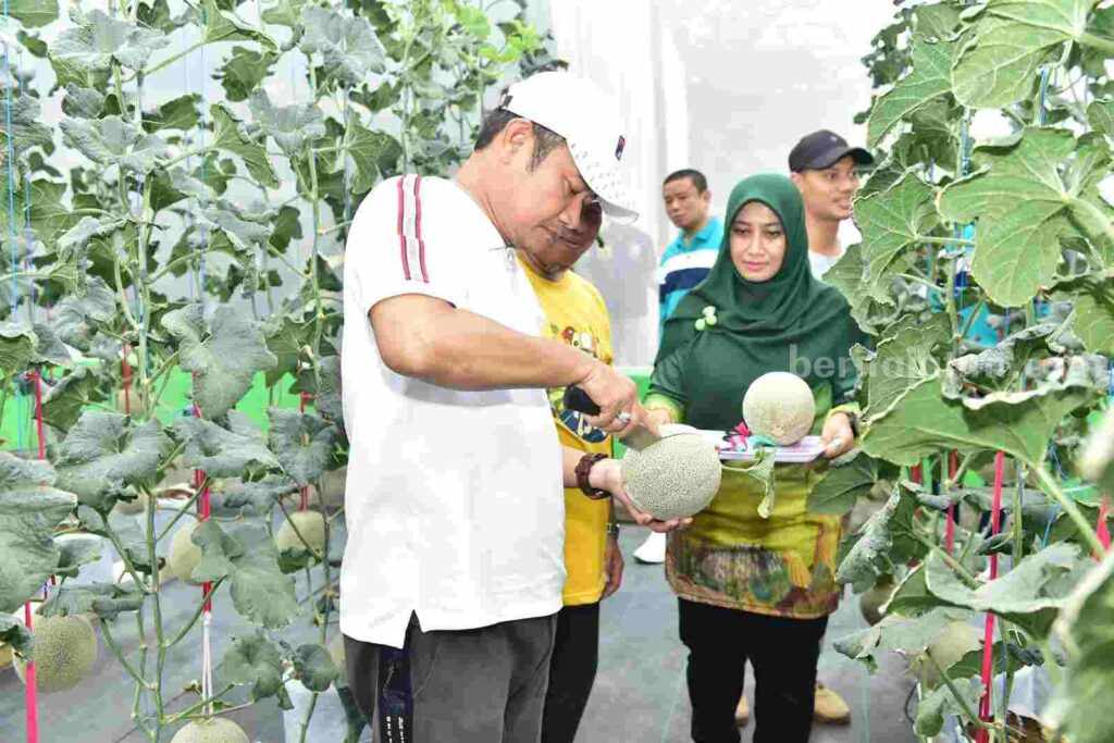 Bupati Lamongan Yuhronur Efendi saat melakukan petik melon pertama, di Green House DKPP Kabupaten Lamongan.