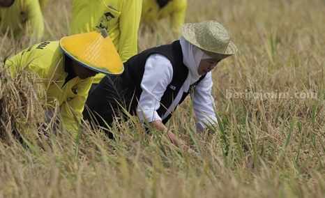 Panen Raya di Tuban, Gubernur Jatim Sebut Produksi Padi Surplus 9,23 Persen
