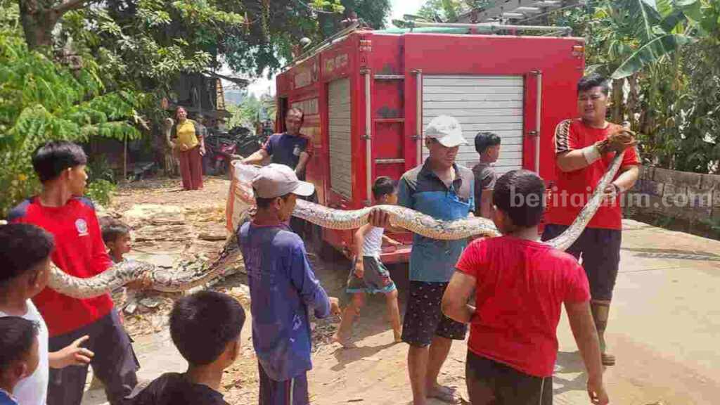 Tim Damkar BPBD Kabupaten Mojokerto mengamankan ular piton sepanjang 4,5 meter. [Foto : ist]