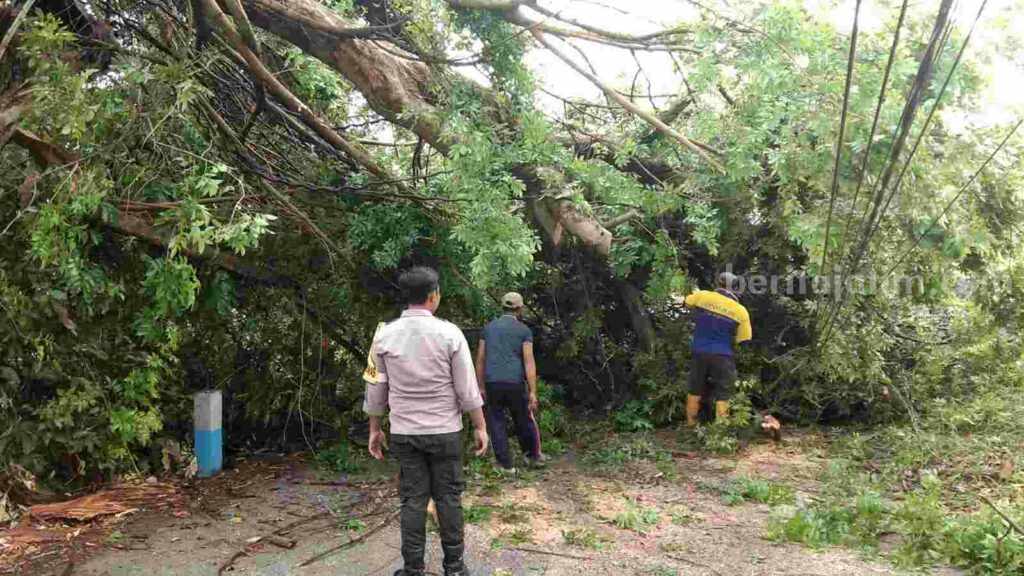 Petugas BPBD Kabupaten Mojokerto dan instansi terkait melakukan evakuasi pohon tumbang di Jalan Raya Desa Jatirowo, Kecamatan Dawarblandong, Kabupaten Mojokerto. [Foto : ist]