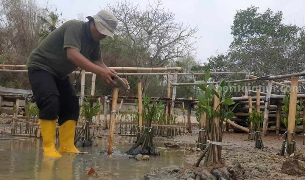 Hari Menanam Pohon Indonesia, Pemuda Sumenep Aksi Tunggal Tanam Mangrove Pecinta lingkungan pesisir seorang diri menanam mangrove