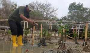 Pecinta lingkungan pesisir seorang diri menanam mangrove