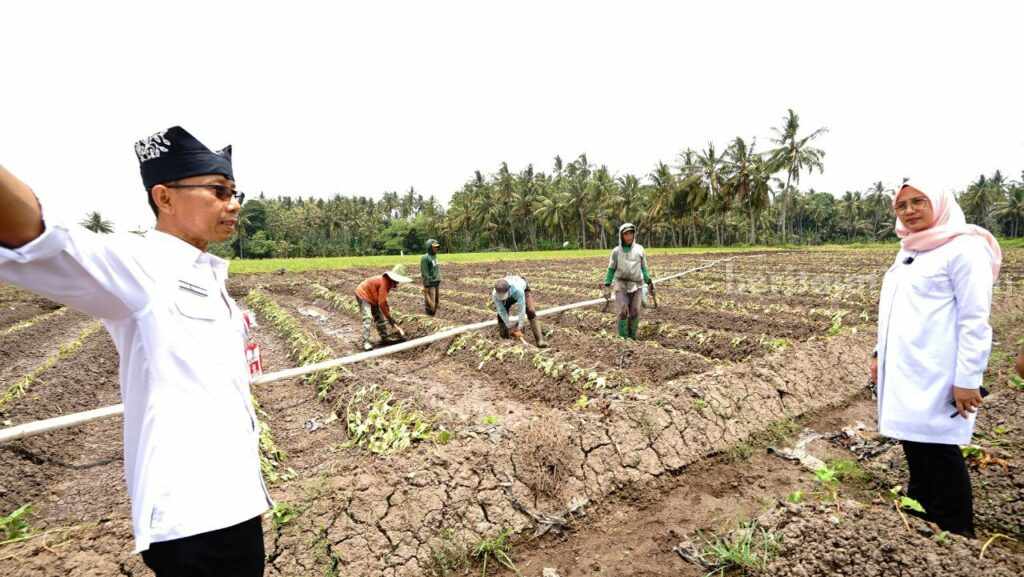 Banyuwangi Ubah Pola Tanam Antisipasi Kemarau, Sejumlah Wilayah Kekeringan
