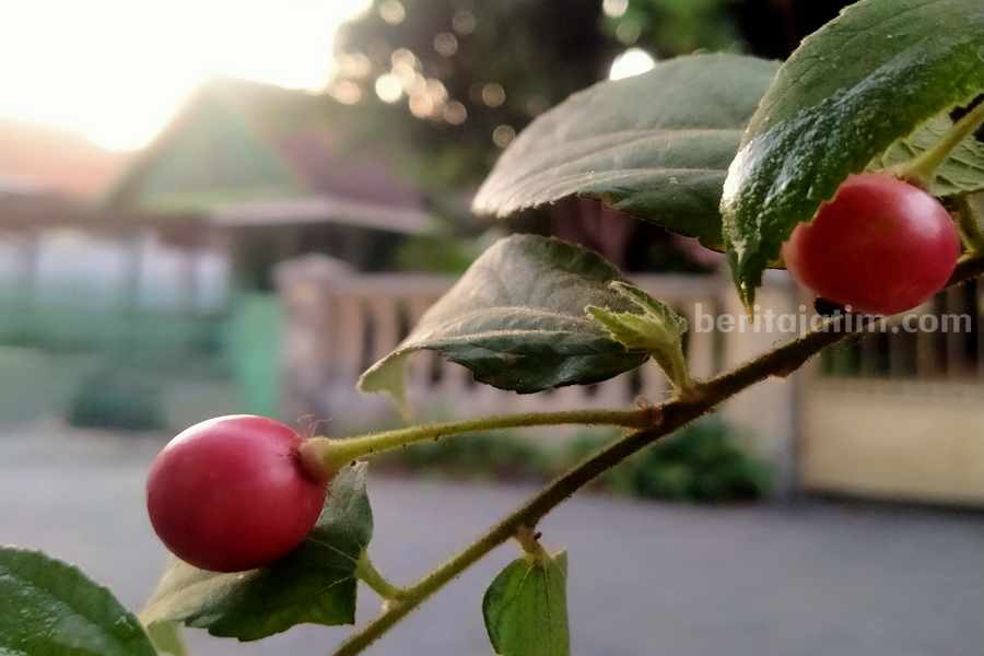 Kersen atau keres, buah yang memiliki beragam manfaat bagi kesehatan. (Foto: Fitri Yuliani/beritajatim.com)