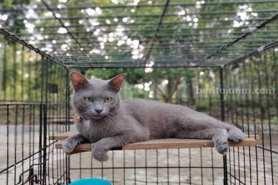 Kucing busok asli Madura, Jawa Timur. (Sumber foto: Instagram/tri.wahyudi_3572)