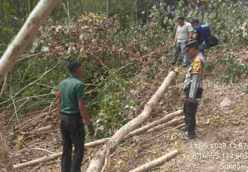 Polsek Kesamben melakukan olah TKP kejadian pohon tumbang timpa warga.