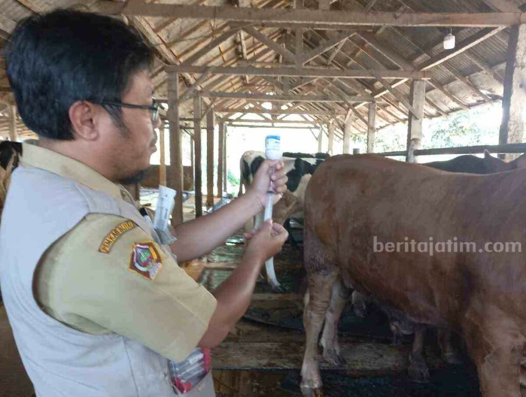 Capaian Vaksinasi PMK Kabupaten Blitar Nomor 4 se Jawa Timur Petugas Dinas Peternakan Kabupaten Blitar melakukan vaksinasi untuk sapi warga